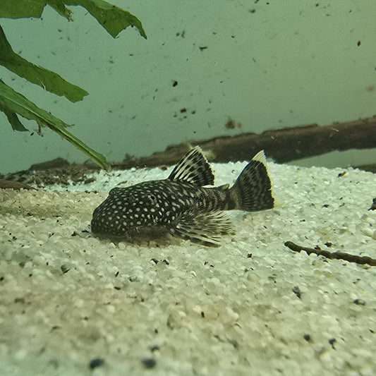 Ancistrus dolichopterus | peces agua dulce