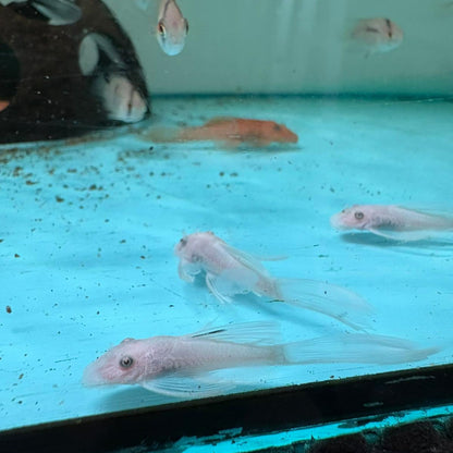 Ancistrus sp. SNOW WHITE LONGFIN talla 4-6cm
