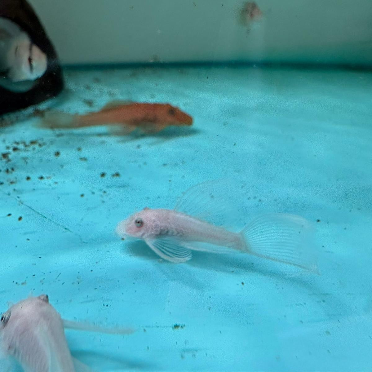 Ancistrus sp. SNOW WHITE LONGFIN talla 4-6cm