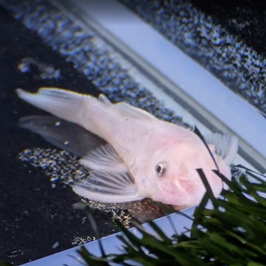 Ancistrus sp. SNOW WHITE g.br. 4-6cm