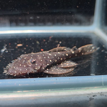 L107 ancistrus sp white spot 7-10cm