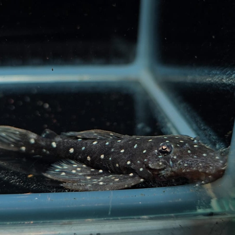 L107 ancistrus sp white spot 7-10cm