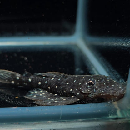 L107 ancistrus sp white spot 7-10cm