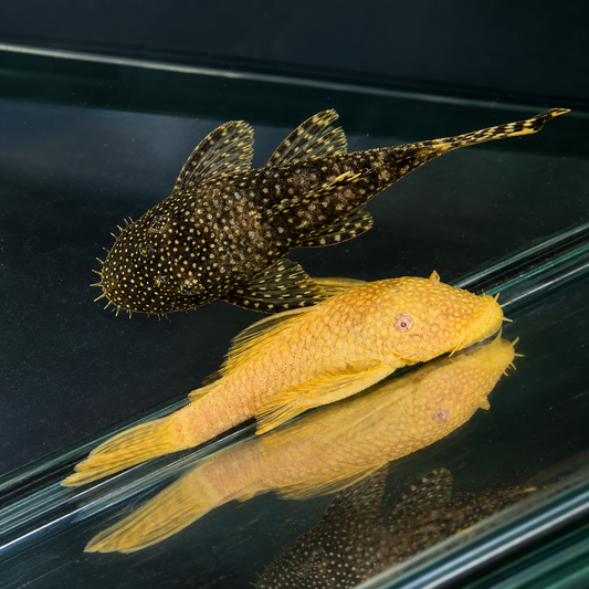 Pack 6 Ancistrus surtido albino o negro 3cm | oferta con envio incluido