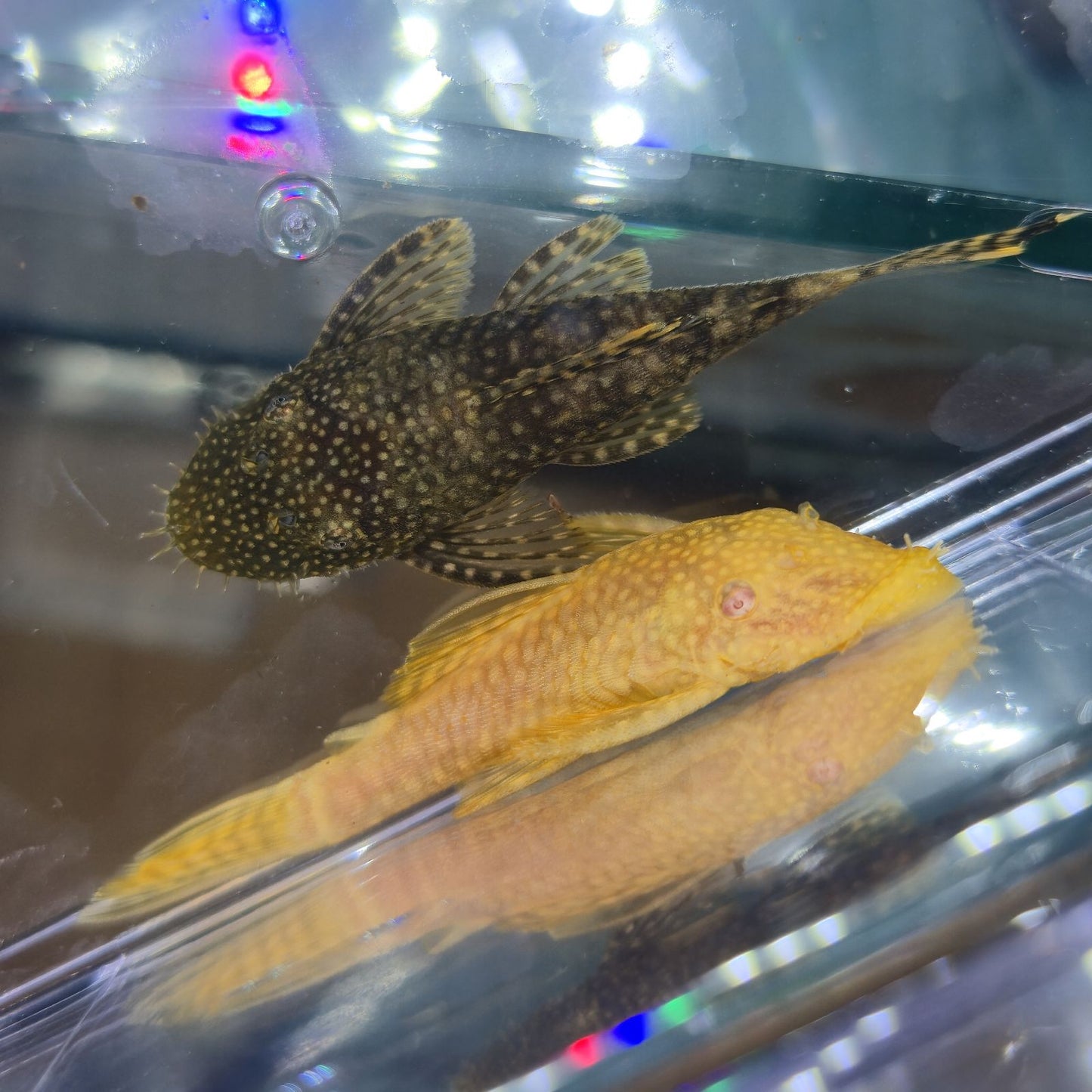 Ancistrus surtido albino o negro 3cm