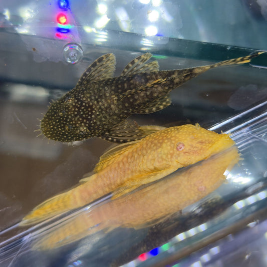 Ancistrus surtido albino o negro 3cm