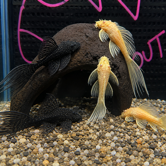 Pack 5 ancistrus velo surtido albino o negro | oferta con envio
