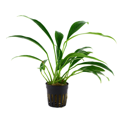 Anubia barteri var. glabra | oferta