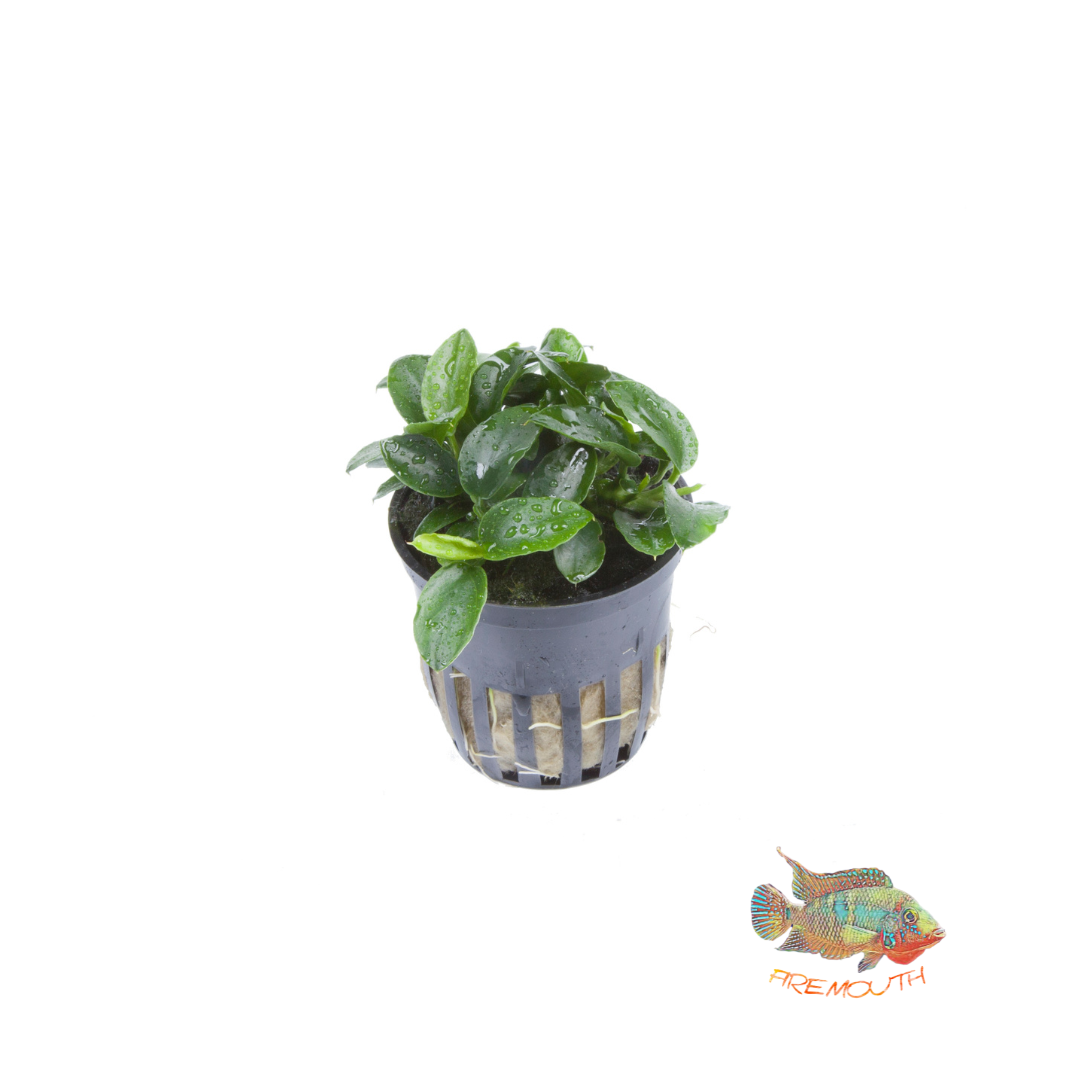 Anubia nana petite | aquarium plant