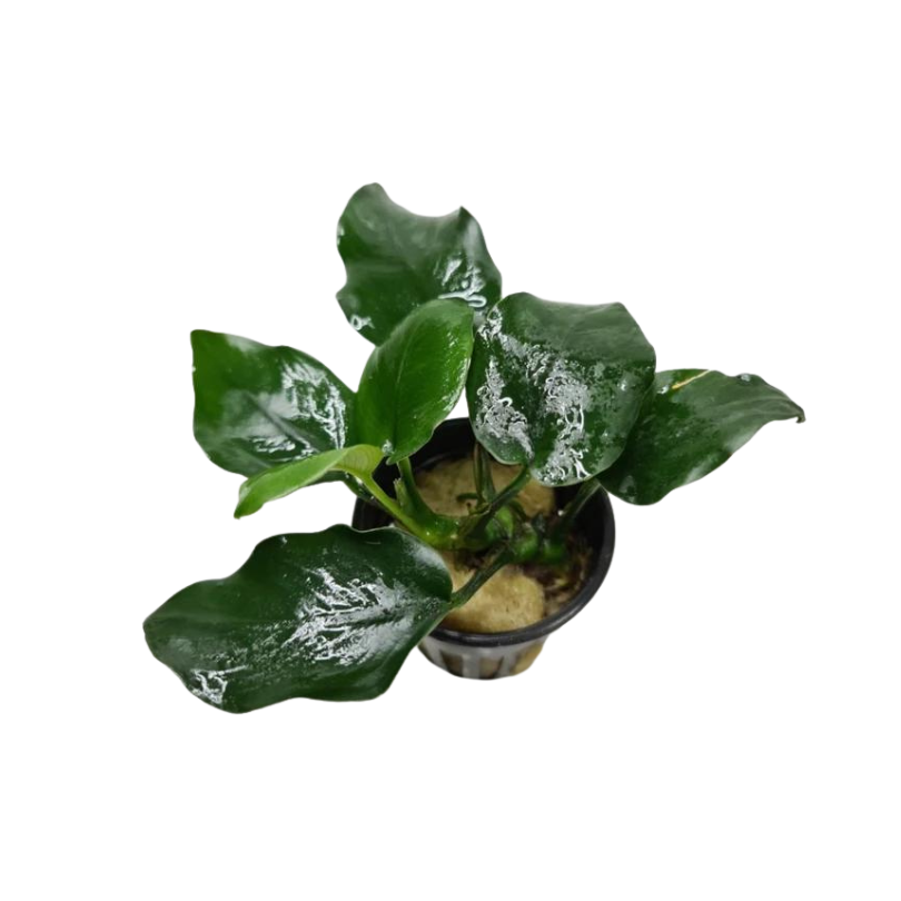 Anubias nana "Thick Leaf" | planta para acuario