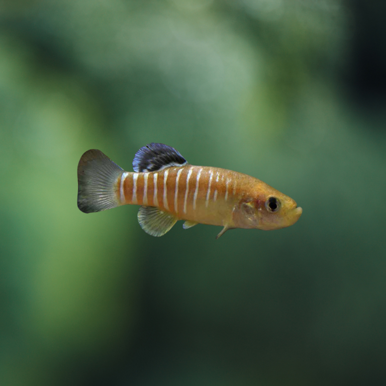 Aphanius vladykovi Boldaji | peces agua dulce