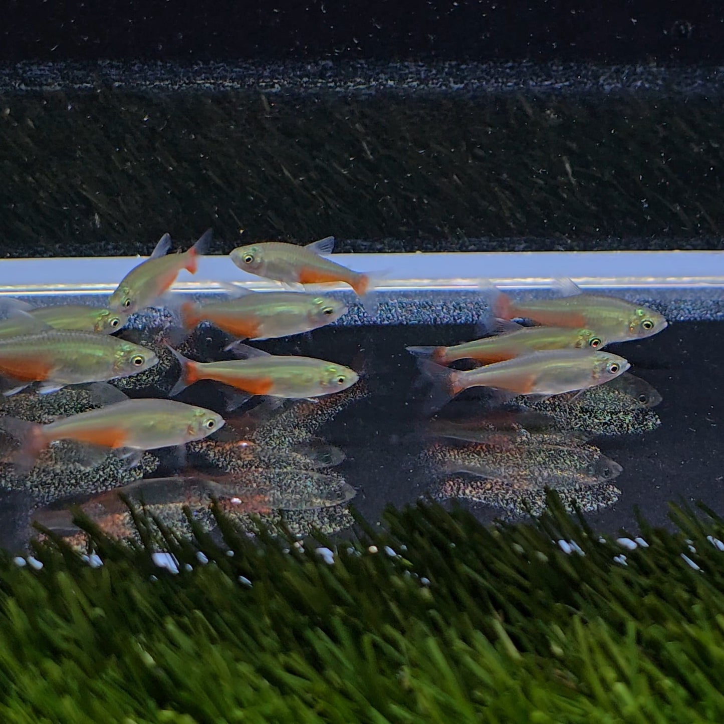 Aphyocharax rathbuni