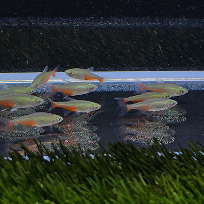 Aphyocharax rathbuni