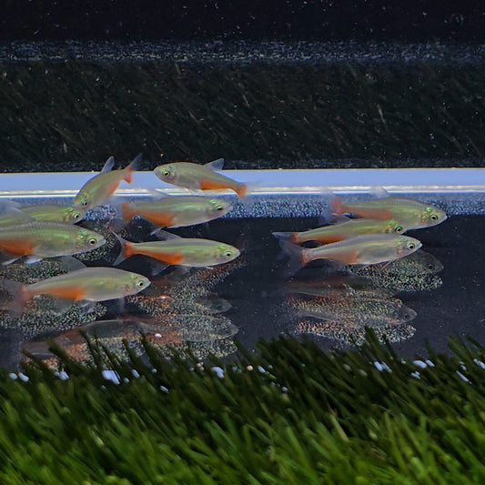 Aphyocharax rathbuni