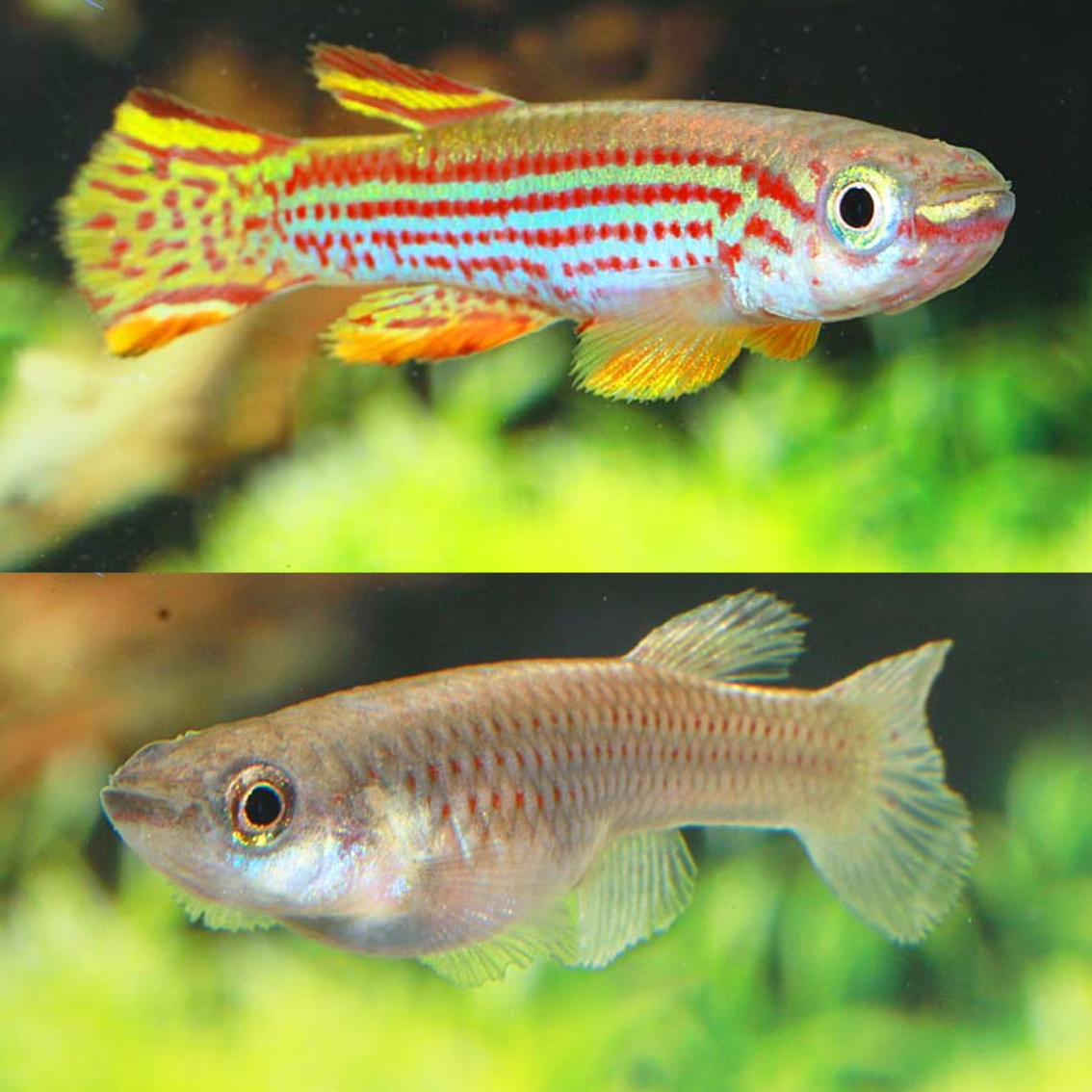 Aphyosemion striatum talla ml