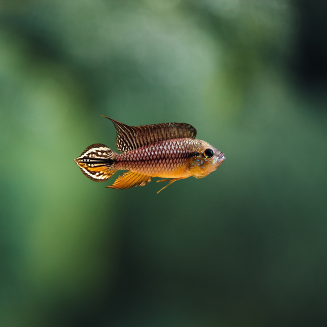 Apistogramma Agassizi Alenquer 3-4