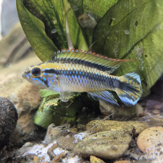Apistogramma Agassizii Rio Madeira 3cm