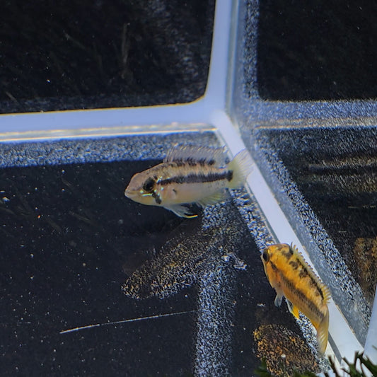 Apistogramma atahualpa wild