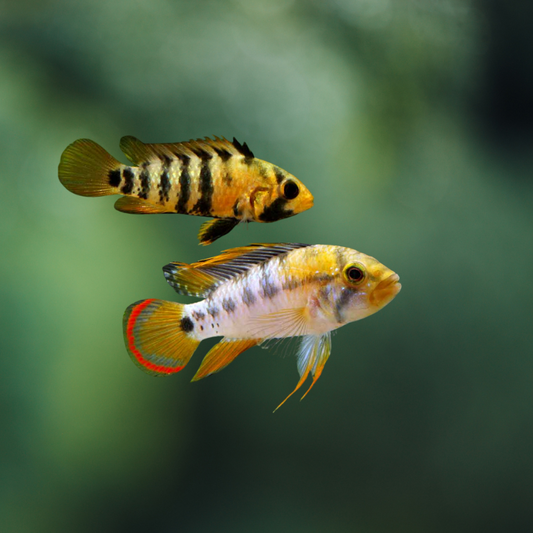 Apistogramma Baenschi-inca 3-3,5 | peces agua dulce