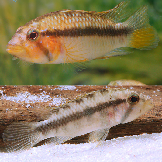 Apistogramma sp. Mouthbreeder (barlowi) md-lg