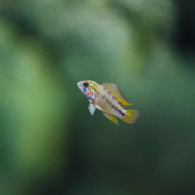 Apistogramma sp. Opal 2,5-3 | peces agua dulce