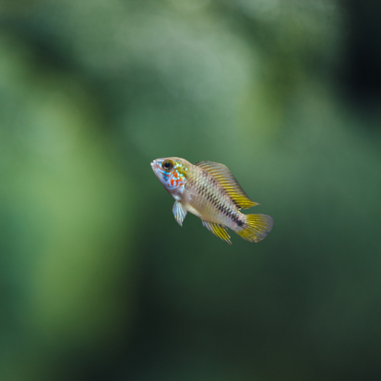 Apistogramma sp. Opal 2,5-3 | peces agua dulce