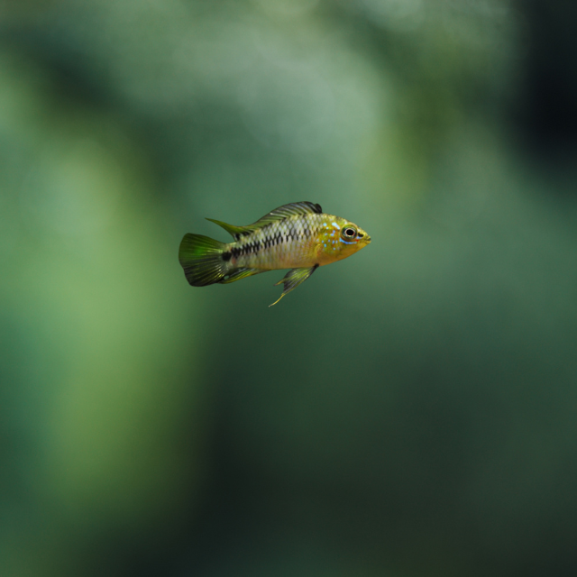 Apistogramma Borelli