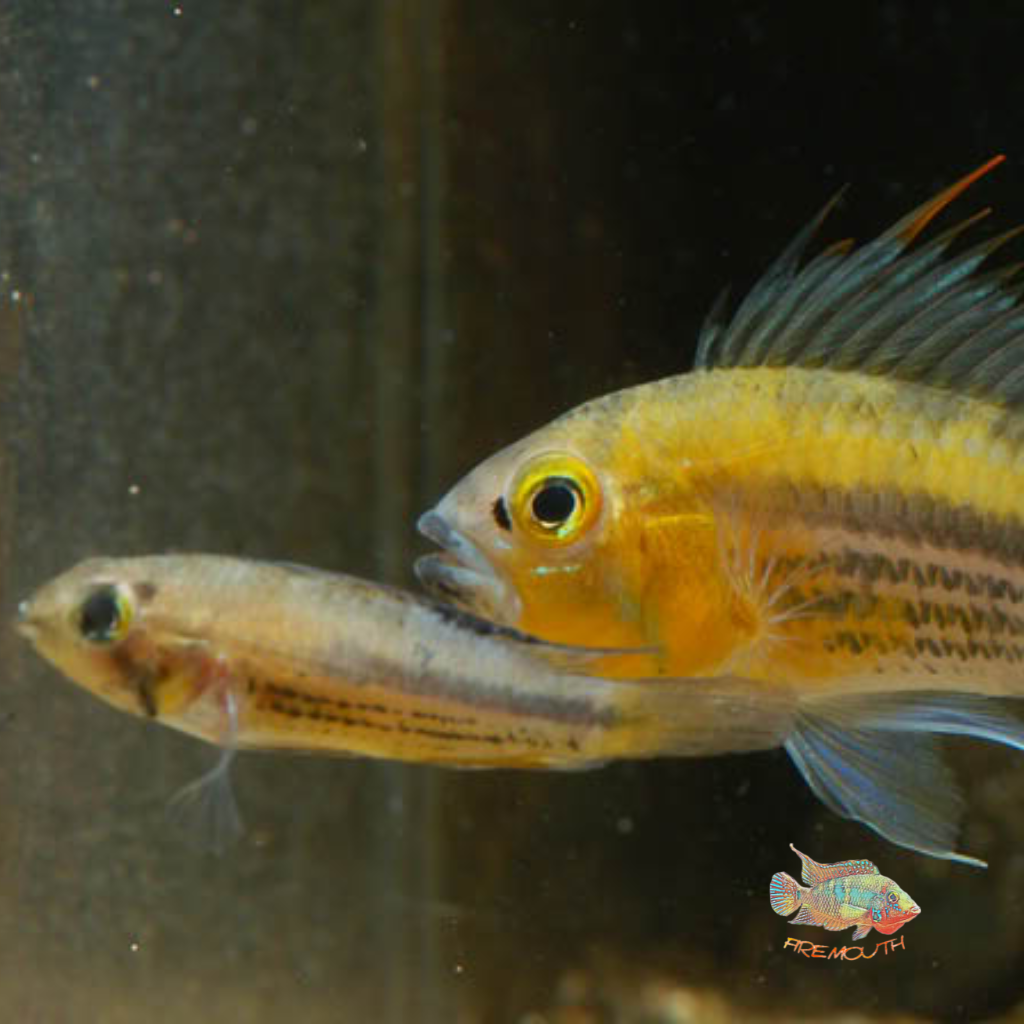 Apistogramma Cacatuoides Wild | freshwater fish 