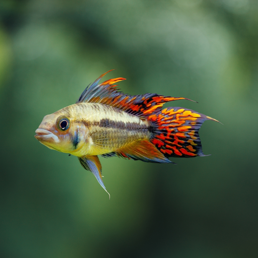 Apistogramma cacatuoides double red | peces agua dulce