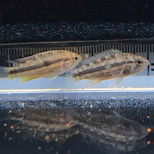 Apistogramma Cacatuoides Wild - talla md-lg