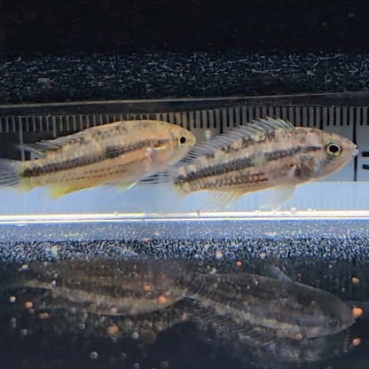 Apistogramma Cacatuoides Wild - talla md-lg
