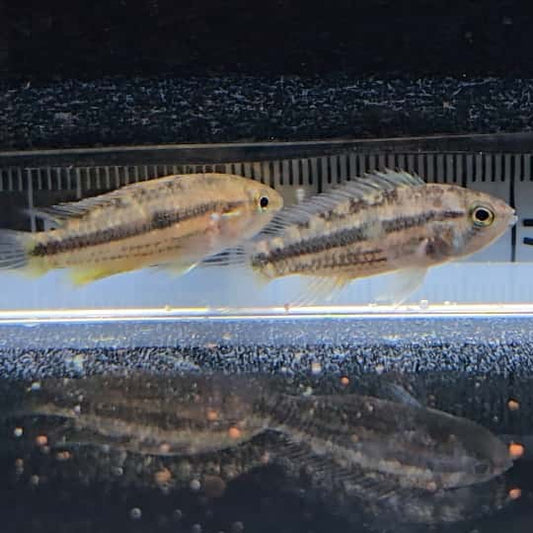 Apistogramma Cacatuoides Wild - talla md-lg