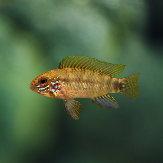 Apistogramma Combrae red mask 2,5-3 cm | peces agua dulce