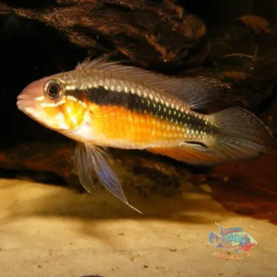 Apistogramma Elizabethae red belly | freshwater fish 