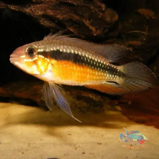 Apistogramma Elizabethae red belly | peces agua dulce