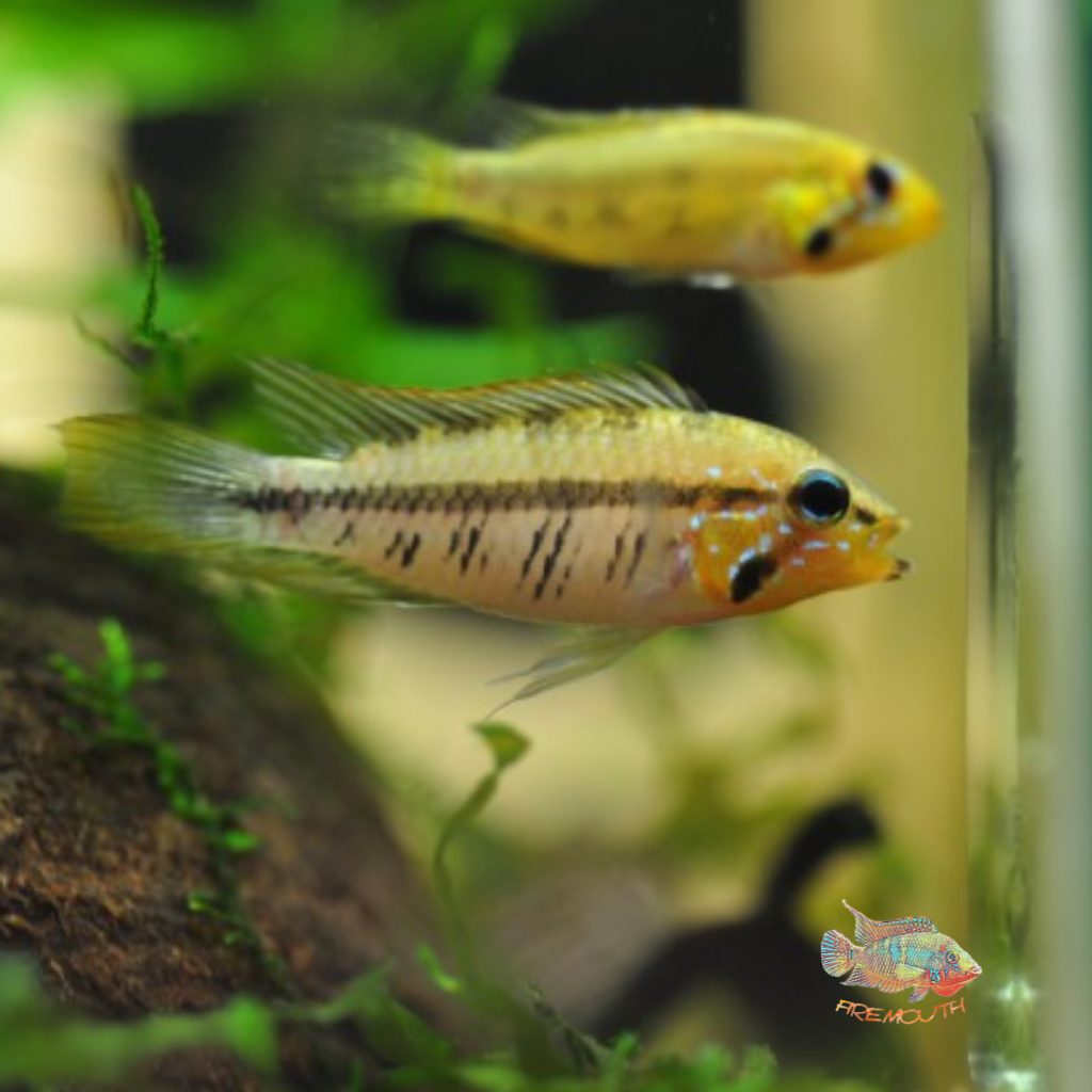 Apistogramma Gibbiceps Wild | freshwater fish 