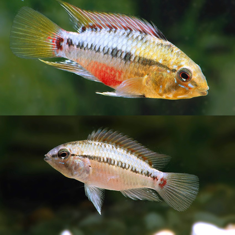 Apistogramma Hongsloi Red Line