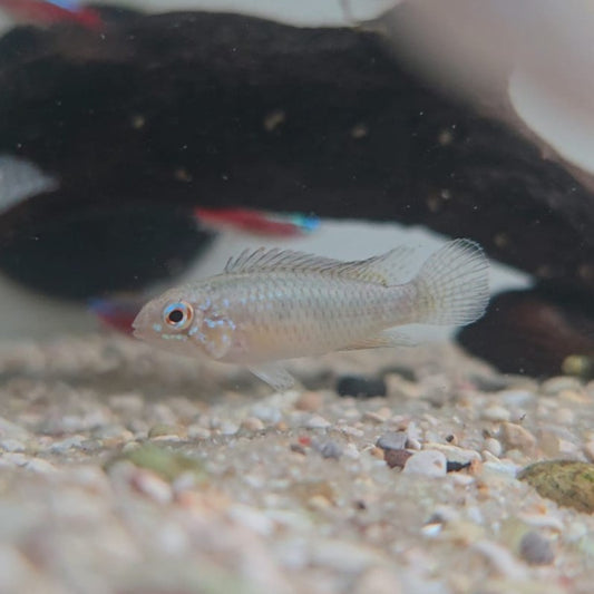 Apistogramma Lineata sm