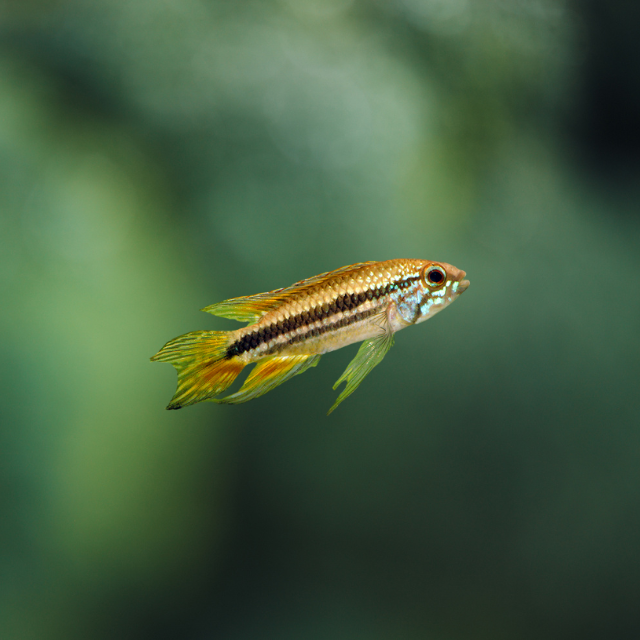 Apistogramma Mendezi XL | peces agua dulce