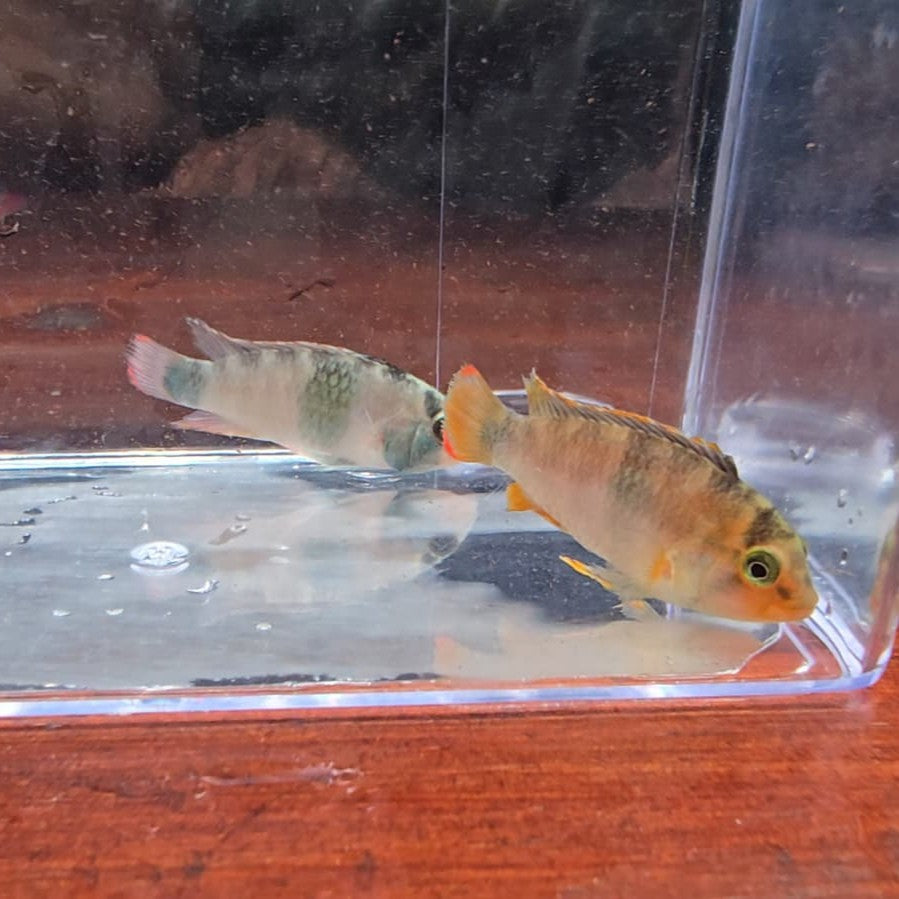Apistogramma Nijsseni wild lg-xlg