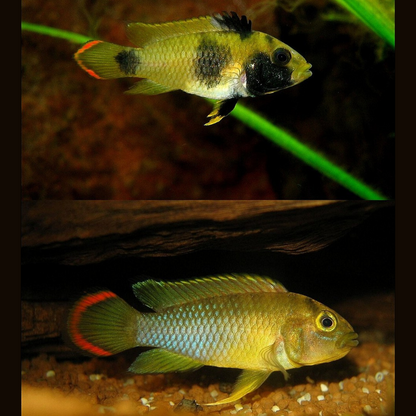 Apistogramma Nijsseni wild lg-xlg