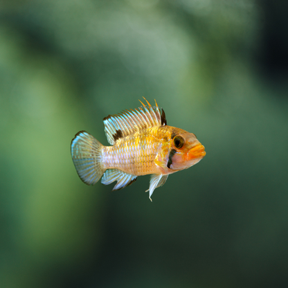 Apistogramma Norberti Wild