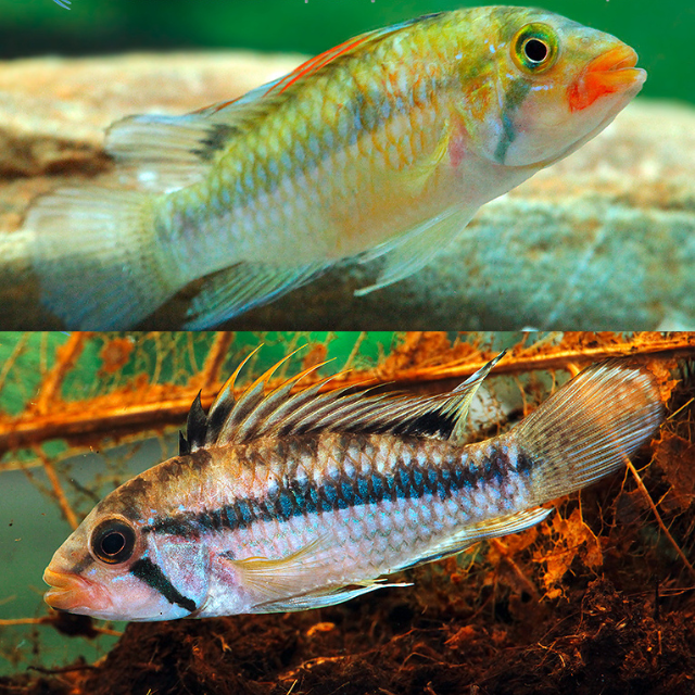 Apistogramma Norberti Wild