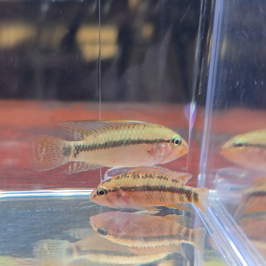 Apistogramma personata talla 4cm