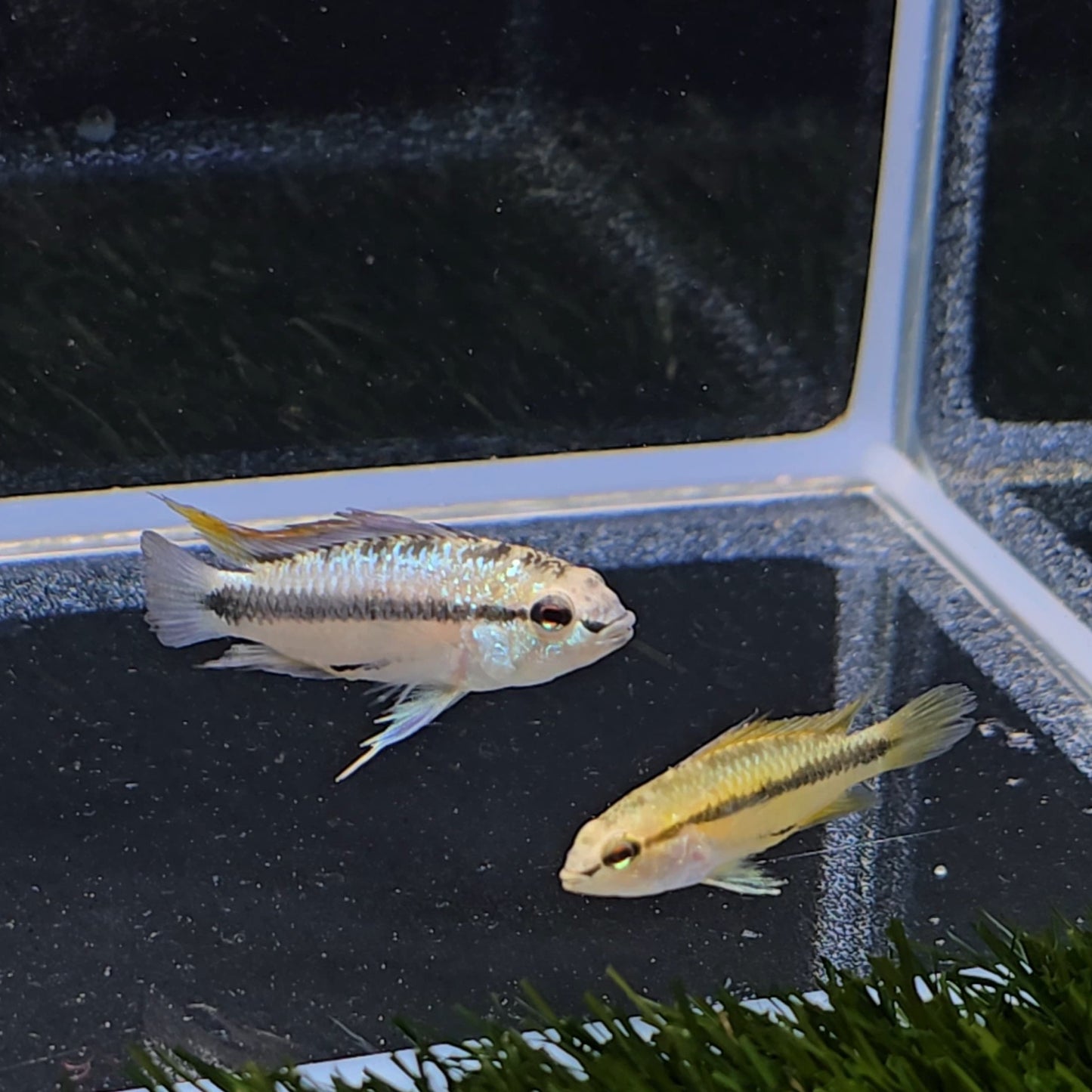 Apistogramma trifasciatum