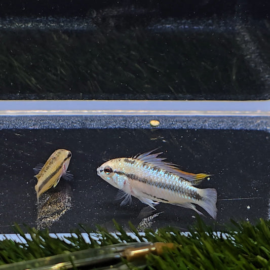 Apistogramma trifasciatum