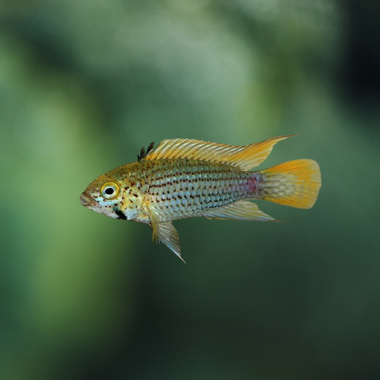 Apistogramma Tucurui 3-4 | peces agua dulce