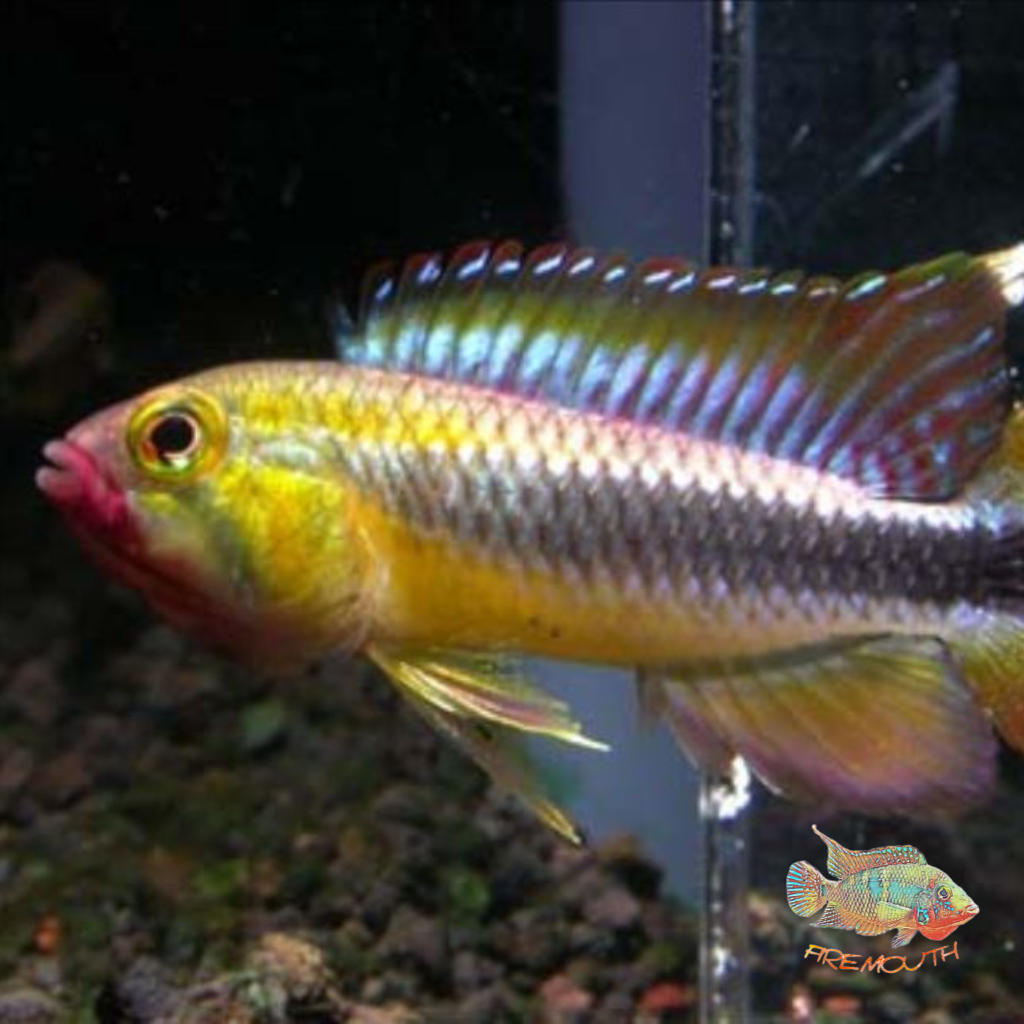 Apistogramma Wilhelmi | peces agua dulce