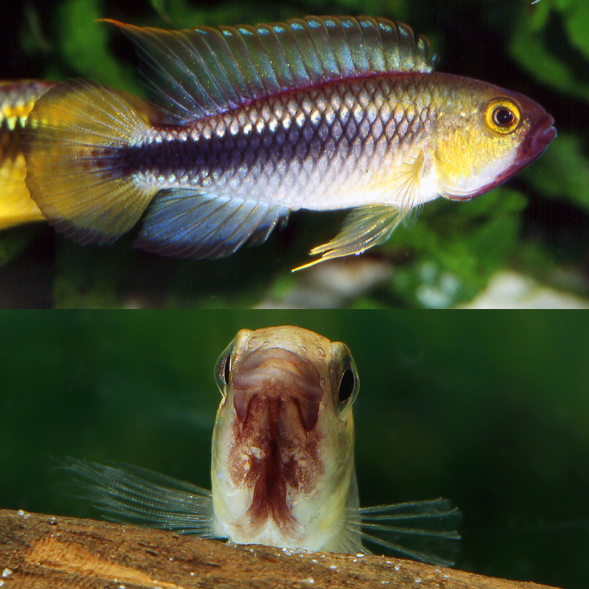 Apistogramma Wilhelmi | peces agua dulce