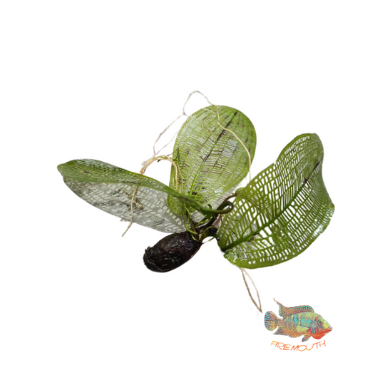 Aponogeton Madagascariensis | aquarium plant
